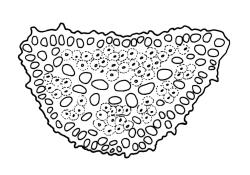 Dicranoloma menziesii, costa cross-section at mid subula. Drawn from A.J. Fife 6080, CHR 103447.
 Image: R.C. Wagstaff © Landcare Research 2018 